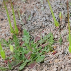 Erodium botrys at Coree, ACT - 4 Oct 2019