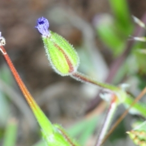 Erodium botrys at Coree, ACT - 4 Oct 2019