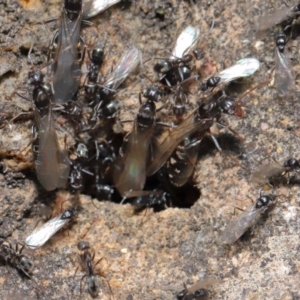 Iridomyrmex rufoniger at Acton, ACT - 3 Oct 2019