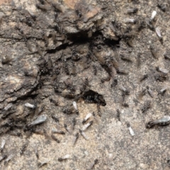 Iridomyrmex rufoniger at Acton, ACT - 3 Oct 2019