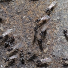 Iridomyrmex rufoniger at Acton, ACT - 3 Oct 2019