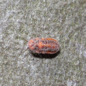 Monophlebulus sp. (genus) at Hackett, ACT - 3 Oct 2019