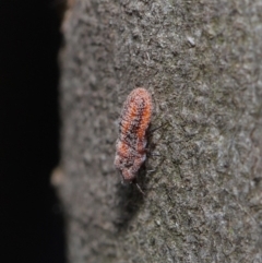 Monophlebulus sp. (genus) at Hackett, ACT - 3 Oct 2019