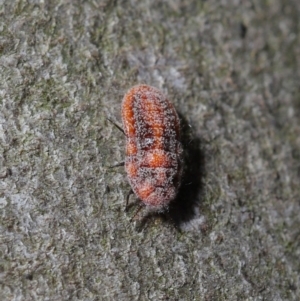 Monophlebulus sp. (genus) at Hackett, ACT - 3 Oct 2019