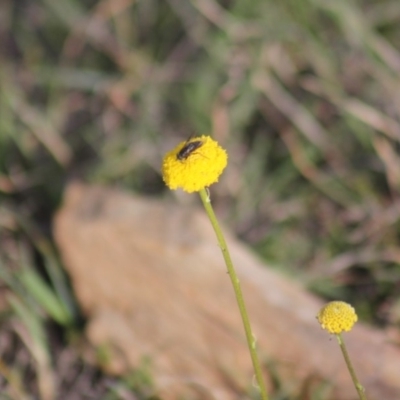 Craspedia variabilis (Common Billy Buttons) at Gundaroo, NSW - 6 Oct 2019 by Gunyijan