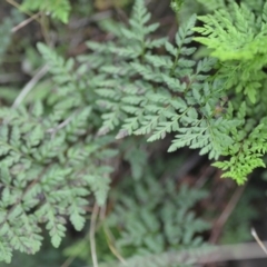 Cheilanthes austrotenuifolia (Rock Fern) at Kowen, ACT - 3 Sep 2019 by natureguy