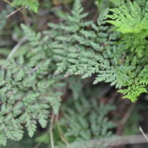 Cheilanthes austrotenuifolia at Kowen, ACT - 3 Sep 2019