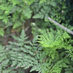 Cheilanthes austrotenuifolia at Kowen, ACT - 3 Sep 2019