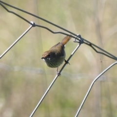 Acanthiza pusilla (Brown Thornbill) at Black Range, NSW - 26 Apr 2019 by MatthewHiggins