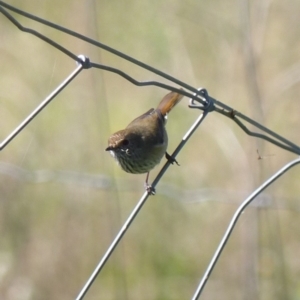 Acanthiza pusilla at Black Range, NSW - 26 Apr 2019 01:31 PM