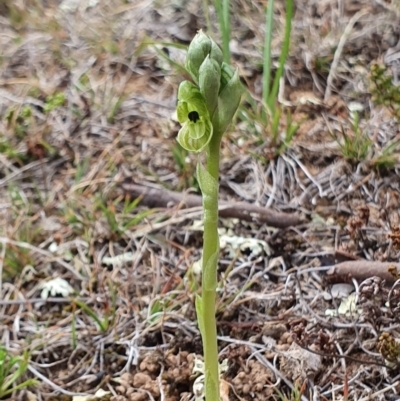Hymenochilus bicolor (Black-tip Greenhood) at Lawson, ACT - 6 Oct 2019 by AaronClausen