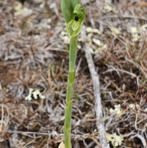 Hymenochilus bicolor (ACT) = Pterostylis bicolor (NSW) at Lawson, ACT - 7 Oct 2019