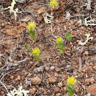 Triptilodiscus pygmaeus (Annual Daisy) at Lawson, ACT - 6 Oct 2019 by AaronClausen