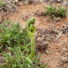 Hymenochilus bicolor (ACT) = Pterostylis bicolor (NSW) (Black-tip Greenhood) at Lawson, ACT - 7 Oct 2019 by AaronClausen
