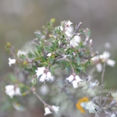 Cryptandra amara (Bitter Cryptandra) at Kowen, ACT - 3 Sep 2019 by natureguy