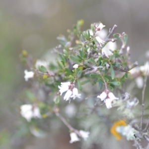 Cryptandra amara at Kowen, ACT - 3 Sep 2019 08:49 PM