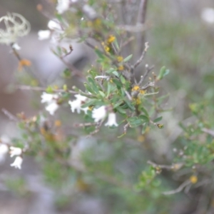 Cryptandra amara at Kowen, ACT - 3 Sep 2019 08:49 PM