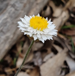 Leucochrysum albicans subsp. tricolor at Mount Majura - 7 Oct 2019