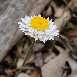 Leucochrysum albicans subsp. albicans at Majura, ACT - 7 Oct 2019