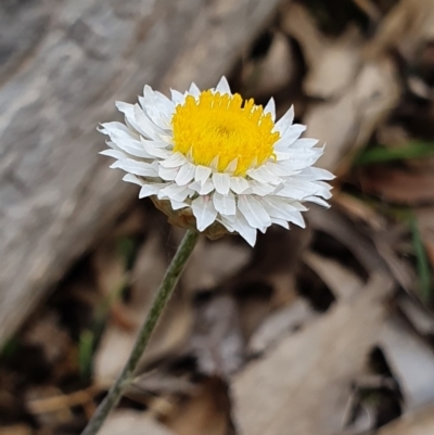 Leucochrysum albicans subsp. albicans (Hoary Sunray) at Mount Majura - 6 Oct 2019 by AaronClausen