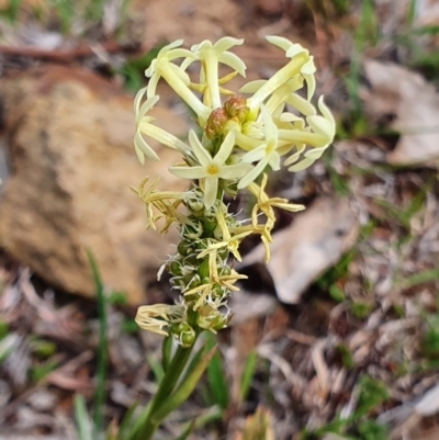 Stackhousia monogyna (Creamy Candles) at Mount Majura - 6 Oct 2019 by AaronClausen