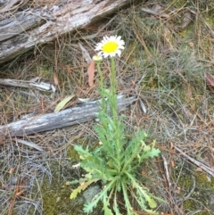 Brachyscome diversifolia var. diversifolia (Large-headed Daisy) at Majura, ACT - 6 Oct 2019 by forest17178