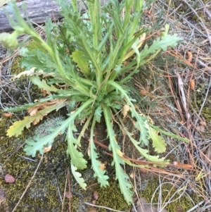 Brachyscome diversifolia var. diversifolia at Majura, ACT - 7 Oct 2019
