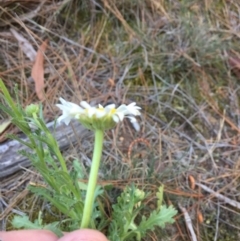 Brachyscome diversifolia var. diversifolia at Majura, ACT - 7 Oct 2019 12:00 AM