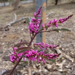 Indigofera australis subsp. australis (Australian Indigo) at Watson, ACT - 6 Oct 2019 by AaronClausen