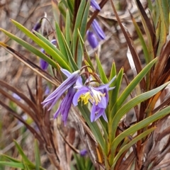 Stypandra glauca (Nodding Blue Lily) at Mount Majura - 6 Oct 2019 by AaronClausen