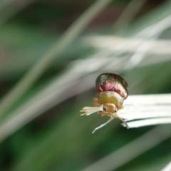 Calomela pulchella (Leaf beetle) at Berry, NSW - 5 Oct 2019 by Jeannie