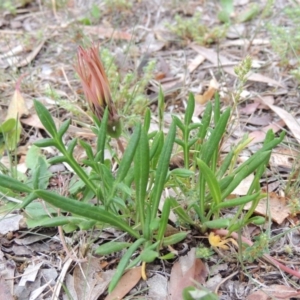 Gazania x splendens at Bonython, ACT - 6 Oct 2019