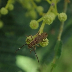 Pempsamacra pygmaea (Longhorn beetle) at Berry, NSW - 5 Oct 2019 by Jeannie