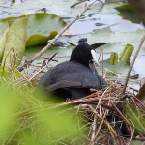 Fulica atra at Bega, NSW - 7 Oct 2019