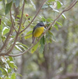 Eopsaltria australis at Black Range, NSW - 21 Apr 2019 02:54 PM