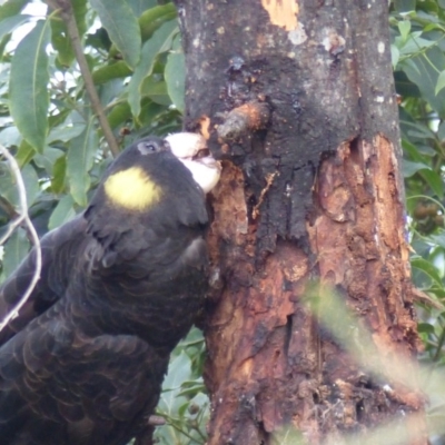 Zanda funerea (Yellow-tailed Black-Cockatoo) at Black Range, NSW - 1 May 2019 by MatthewHiggins