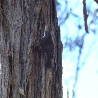 Cormobates leucophaea (White-throated Treecreeper) at Black Range, NSW - 16 Apr 2019 by MatthewHiggins