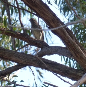 Colluricincla harmonica at Black Range, NSW - 20 Apr 2019 03:41 PM