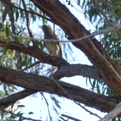 Colluricincla harmonica (Grey Shrikethrush) at Black Range, NSW - 20 Apr 2019 by MatthewHiggins