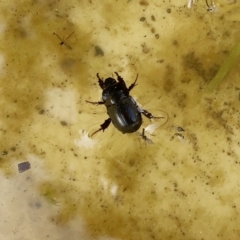 Heteronychus arator (African black beetle) at Hughes, ACT - 7 Oct 2019 by ruthkerruish