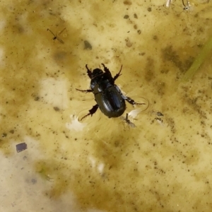 Heteronychus arator at Hughes, ACT - 7 Oct 2019 11:00 AM