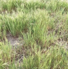 Bromus diandrus (Great Brome) at Garran, ACT - 7 Oct 2019 by ruthkerruish