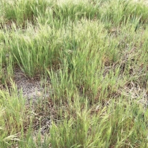 Bromus diandrus at Garran, ACT - 7 Oct 2019 11:00 AM