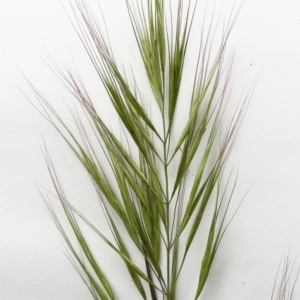 Bromus diandrus at Garran, ACT - 7 Oct 2019