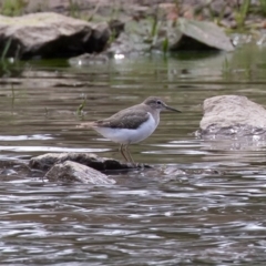 Actitis hypoleucos (Common Sandpiper) at Isabella Pond - 6 Oct 2019 by rawshorty