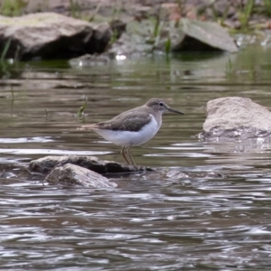 Actitis hypoleucos at Monash, ACT - 7 Oct 2019