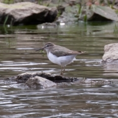 Actitis hypoleucos at Monash, ACT - 7 Oct 2019