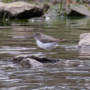 Actitis hypoleucos at Monash, ACT - 7 Oct 2019 09:58 AM