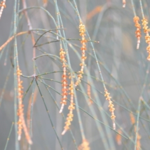 Allocasuarina verticillata at Kowen, ACT - 3 Sep 2019