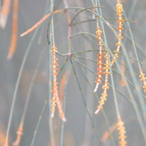 Allocasuarina verticillata at Kowen, ACT - 3 Sep 2019